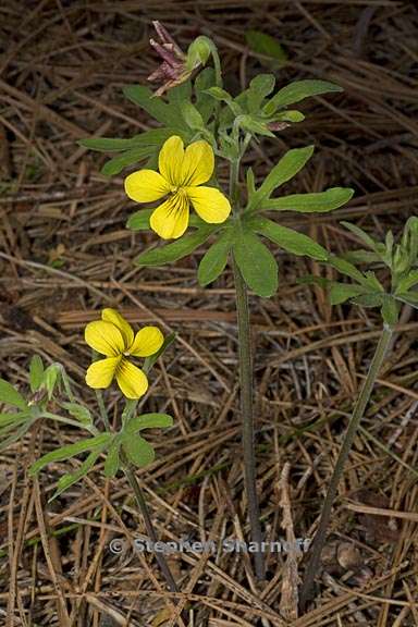 viola lobata ssp lobata 5 graphic